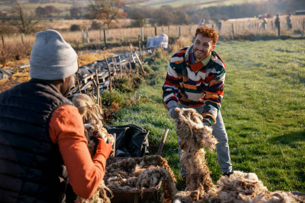 istock Recycling Locally Sourced Sheeps Wool 1367175558