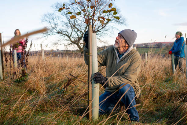 controllo dei giovani alberi - planting clothing gray hair human age foto e immagini stock