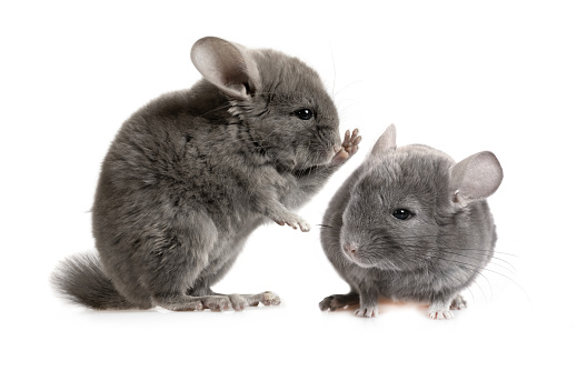 Funny photo of communication between two chinchillas isolated on a white background