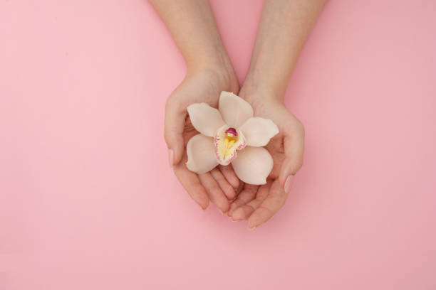 Hands with white orchid flower on pink background. Beauty concept stock photo