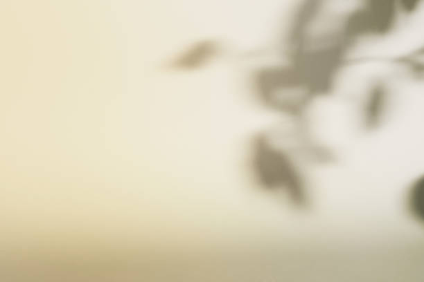 istock Natural foliage shadow on beige paper background. Abstract neutral floral backdrop. Soft light 1367177554