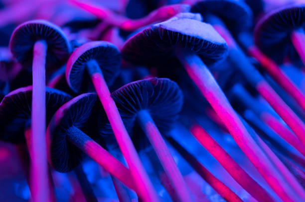 istock Psilocybin mushrooms or shrooms magic mushrooms 1367177621
