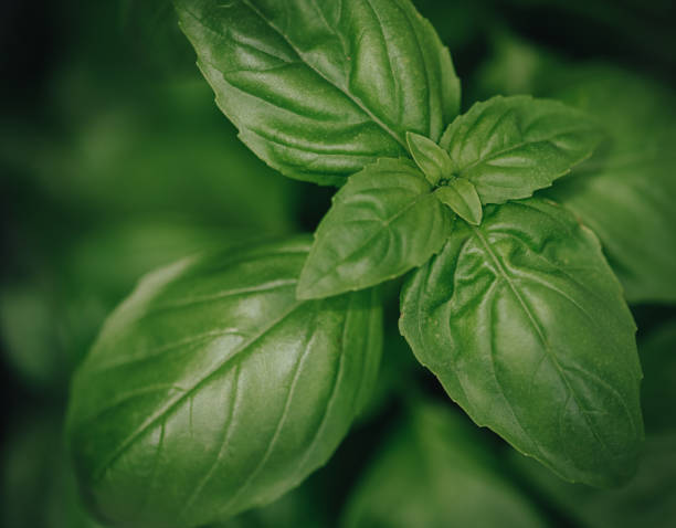 istock close-up of Basil 1367177712