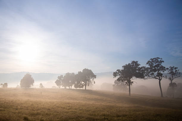 Sheep and tree silhouettes in the cold mist of winter in Australia stock photo
