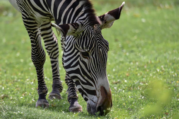 istock Zebra grazing in a meadow in the park 1367183162