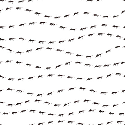 Seamless patterns with lines of ants on a transparent background.