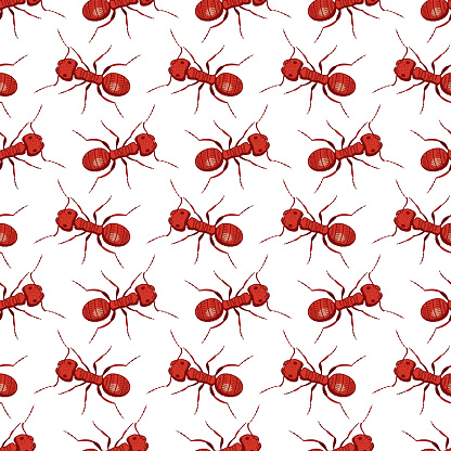 Seamless patterns with ants on a transparent background.