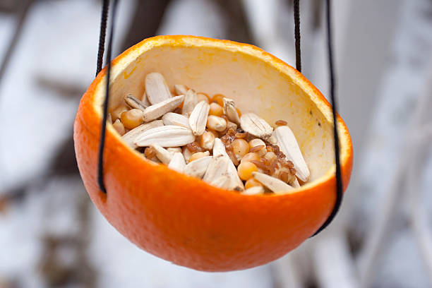 istock bird feeder made by orange peel 136718379