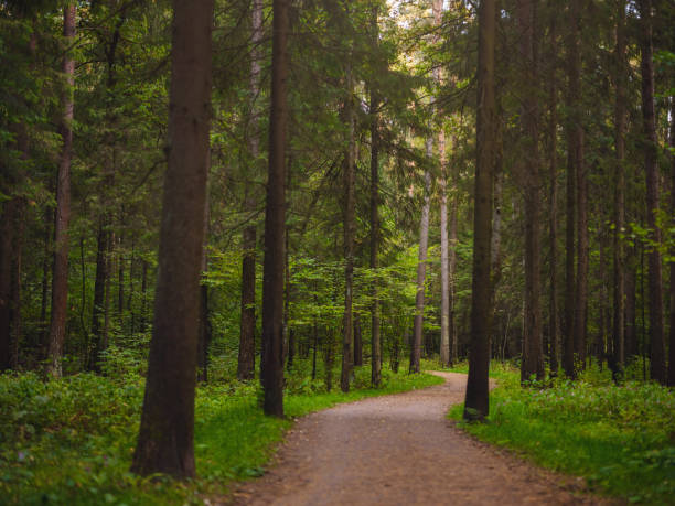 istock traditional forest of central Russia, summer sunset 1367184709