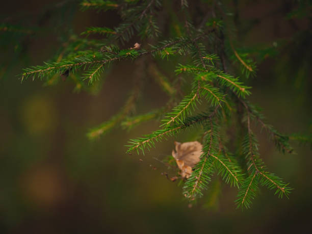 traditional forest of central Russia, summer sunset. Scenic forest of fresh green trees, beautiful park, summer landscape, birch grove, fir forest summer landscape. close-up detail of the forest