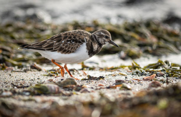 Ruddy Turnstone. A Ruddy Turnstone forages for food along a Cape Cod beach. ruddy turnstone stock pictures, royalty-free photos & images