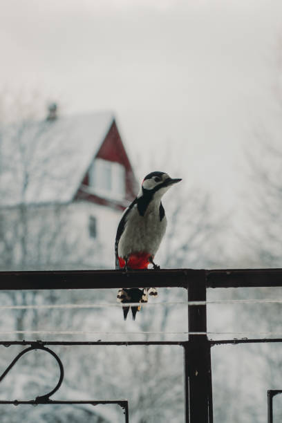 Great spotted woodpecker (Dendrocopos major) sitting on a forged fence in winter. House and trees in the background Great spotted woodpecker (Dendrocopos major) sitting on a forged fence in winter. House and trees in the background. dendrocopos major great spotted woodpecker in the snow stock pictures, royalty-free photos & images