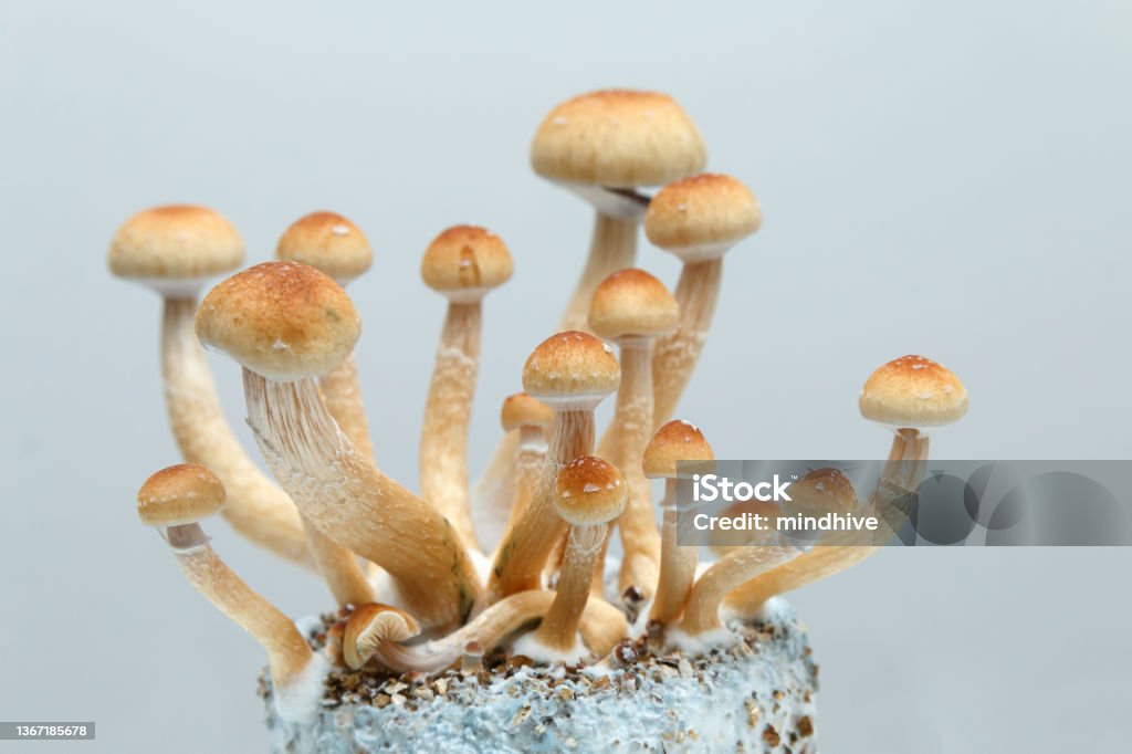 Cluster of psilocybe cubensis mushrooms growing on mycelium Psychedelic magic mushrooms are being researched to see the benefits of psilocybin used in psychedelic therapy. There is currently movement to legalize or decriminalize plant medicine because of it's therapeutic potential. Psilocybin Mushroom Stock Photo