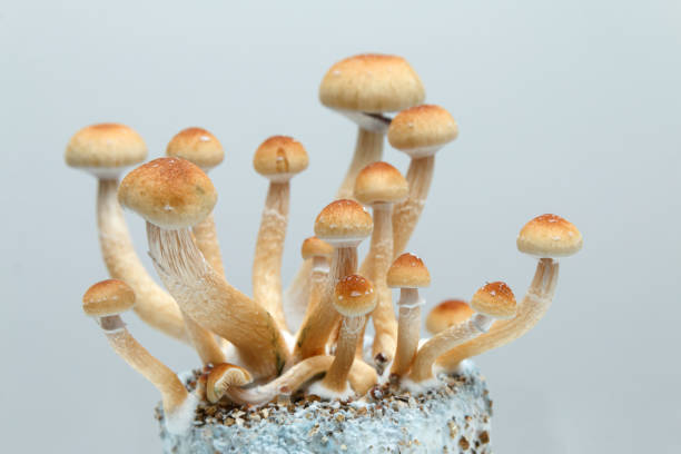 cluster of psilocybe cubensis mushrooms growing on mycelium - magic mushroom imagens e fotografias de stock