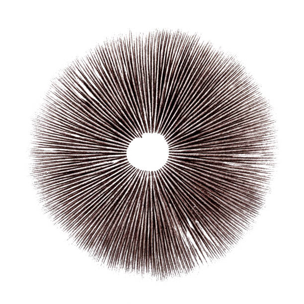 Psilocybe cubensis mushroom spore print on white background Psychedelic magic mushrooms are being researched to see the benefits of psilocybin used in psychedelic therapy. There is currently movement to legalize or decriminalize plant medicine because of it's therapeutic potential. fungus gill stock pictures, royalty-free photos & images