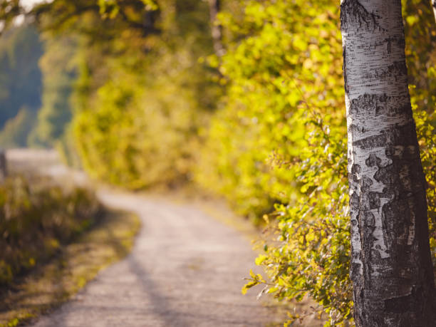 traditional forest of central Russia, summer sunset. Scenic forest of fresh green trees, beautiful park, summer landscape, birch grove, fir forest summer landscape