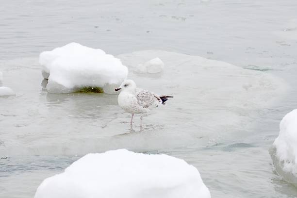 istock Water birds in frozen sea 1367185868