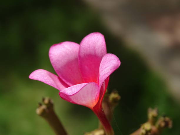 istock THE SINGLE FRANGIPANI FLOWER 1367186239
