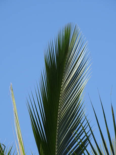 istock THE FANNED OUT FROND 1367186880
