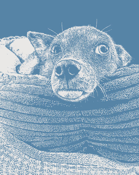 Pampered Chihuahua dog Vector illustration of a Pampered Chihuahua dog in bed vintage tire stock illustrations