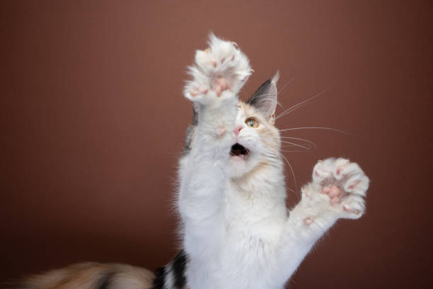 istock white kitten playing raising paws showing claws 1367187166
