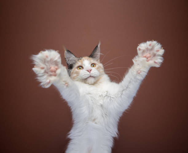 istock kitten playing rearing up raising paws for a big hug 1367187215