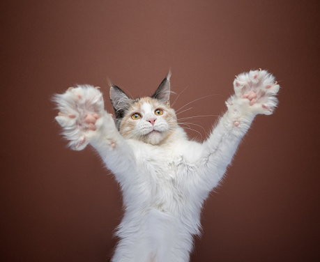 white calico maine coon kitten playing rearing up raising paws for a big hug on brown background with copy space