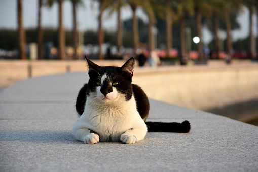 Cat go out to take some sunbath in middle of the Doha, Qatar.