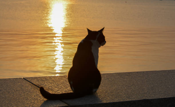 katze genießt in der nähe des meeres - naher und mittlerer osten stock-fotos und bilder