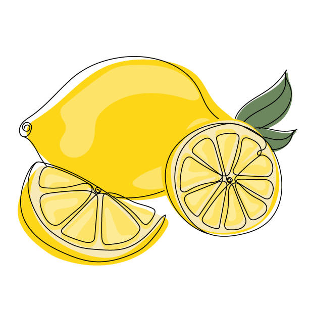 Fresh lemons. Color illustration of a yellow ripe lemon whole and half Fresh lemons. Color illustration of a yellow ripe lemon whole and half. Fruits in line art isolated on white background.  Vector illustration citric acid stock illustrations