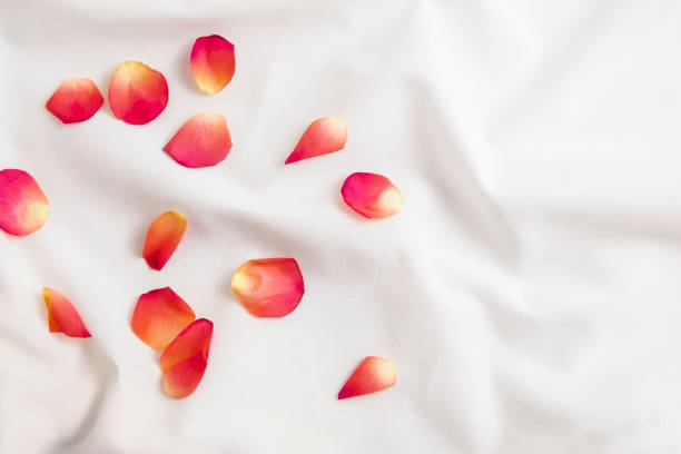 istock Pink rose petals on white bed sheet. Romantic Valentine's Day 1367188506