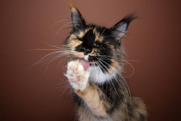 esponjoso gato maine coon con bigotes largos arreglando el pelaje lamiendo la pata - longhair cat fotografías e imágenes de stock