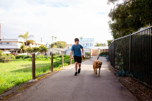 istock An afternoon dog walk 1367188866