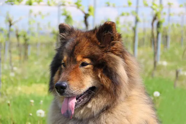 Profile of Eurasier dog.