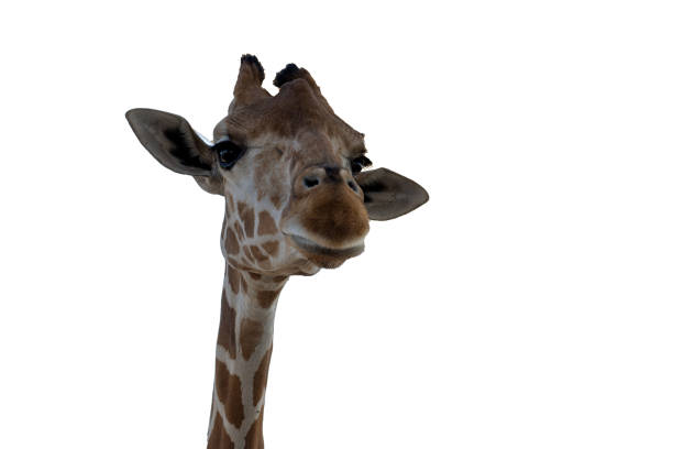 istock face of a giraffe looking at the camera, isolated 1367190292