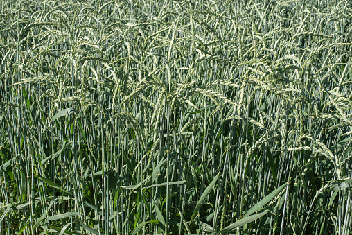 close-up of a field with dinkel wheat on a sunny morning
