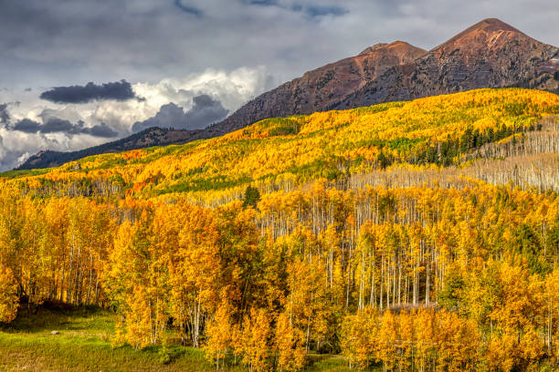 istock Autumn Aspen Color 1367193150