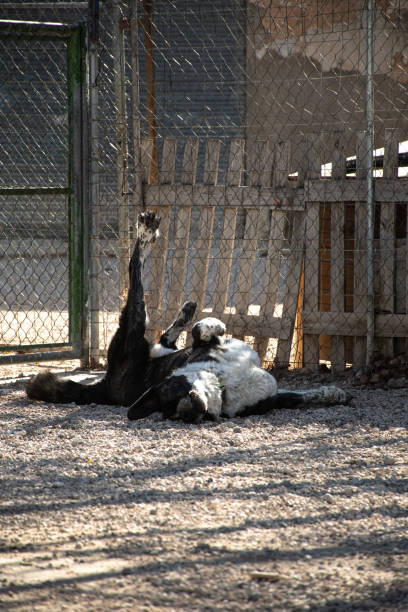 Stretching Time stock photo