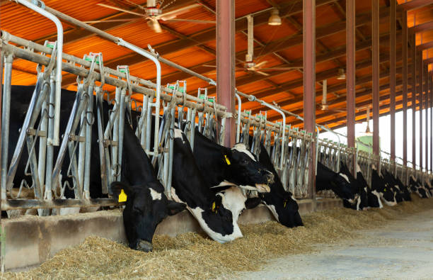 istock Modern farm cowshed with milking cows eating hay closeup 1367197010