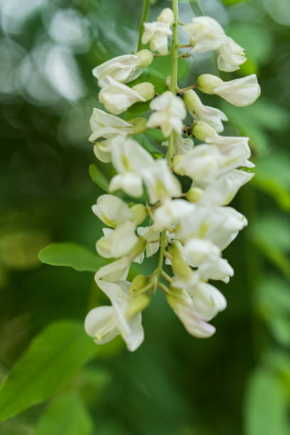 istock acacia flowers blooming acacia brush on the tree plants 1367197162