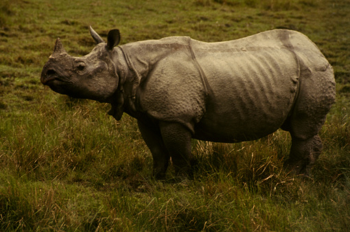 One Horned Indian Rhinoceros in National Park.