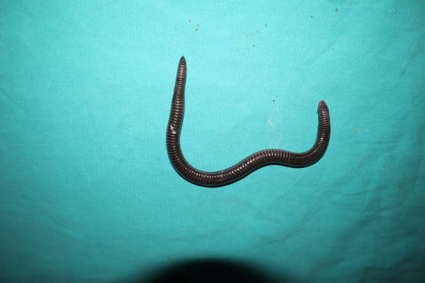 Snake looks like worm.
Exotic veterinarian examines worm snake in consulting room of surgery.
it's called also Iberian worm lizard, or European worm lizard.
blind snake is a non venomous.
wildlife vet la serpiente parece un gusano.
veterinario exótico examina serpiente gusano en la sala de consulta de cirugía.
también se llama lagarto gusano ibérico, o lagarto gusano europeo.
la serpiente ciega es una serpiente no venenosa.
veterinario de vida silve