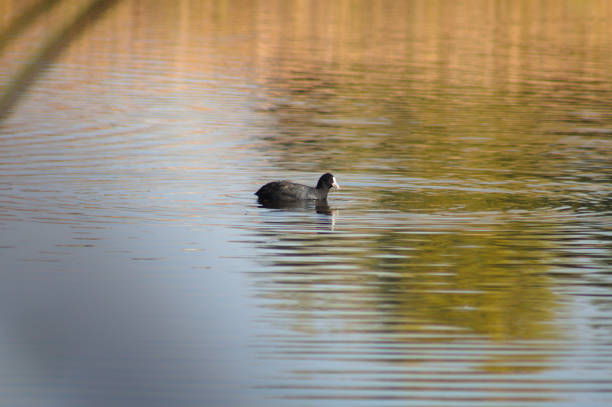 istock Black scooter swimming on lake with reflections closeup view with selective focus on foreground 1367198233