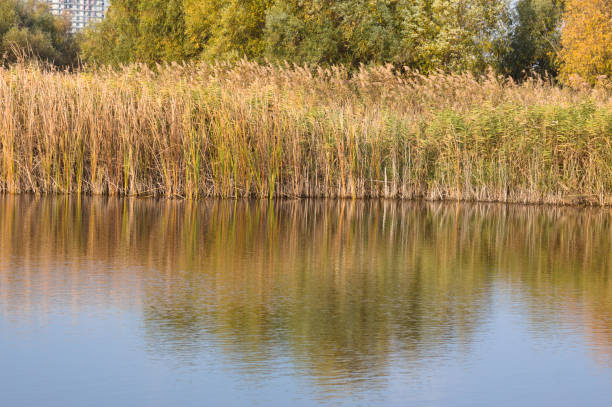istock Reed reflecting on rippled lake closeup with selective focus on foreground 1367198271