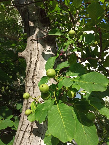 ensoleillé, grandes feuilles vertes et avec la maturation, noix vertes poussant sur une branche d’arbre contre le fût et la canopée des arbres. - walnut tree walnut nut branch photos et images de collection