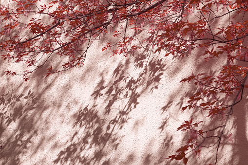 A tree with small red leaves and a shadow from them on a pink wall.