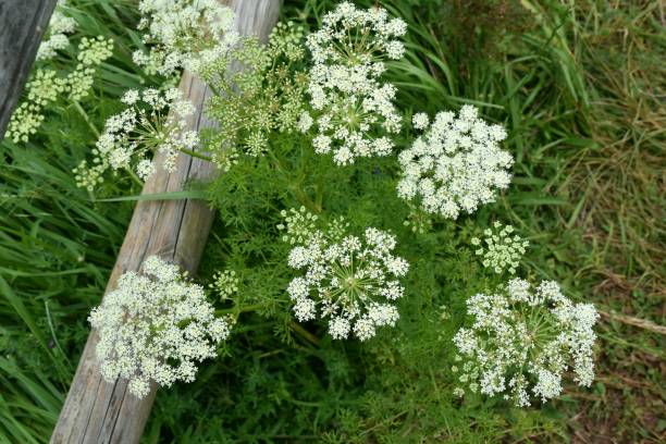 Carum carvi flowers. Caraway plant (Carum carvi) in full bloom on mountain trail. caraway stock pictures, royalty-free photos & images