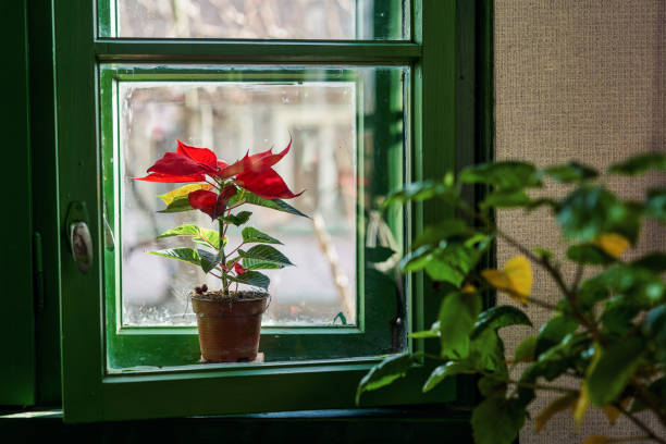 weihnachtsstern auf der fensterbank - flower gift decoration domestic room stock-fotos und bilder