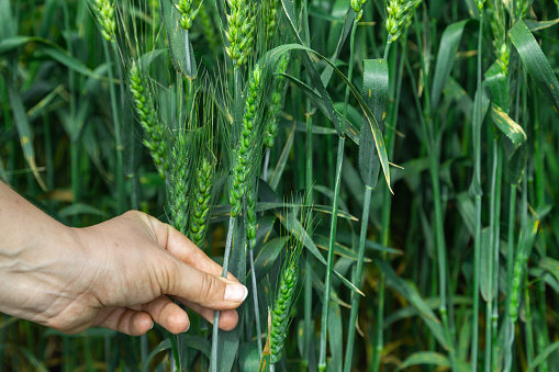 Green wheat in the hand of an agronomist. High quality photo