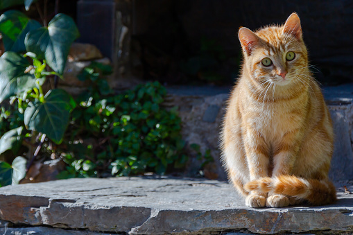 Cat sitting calmly facing the sun in the streets of a town built of stone